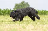 BOUVIER DES FLANDRES 055